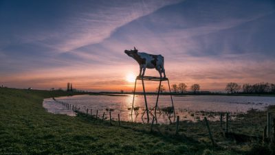 koe aan de dijk